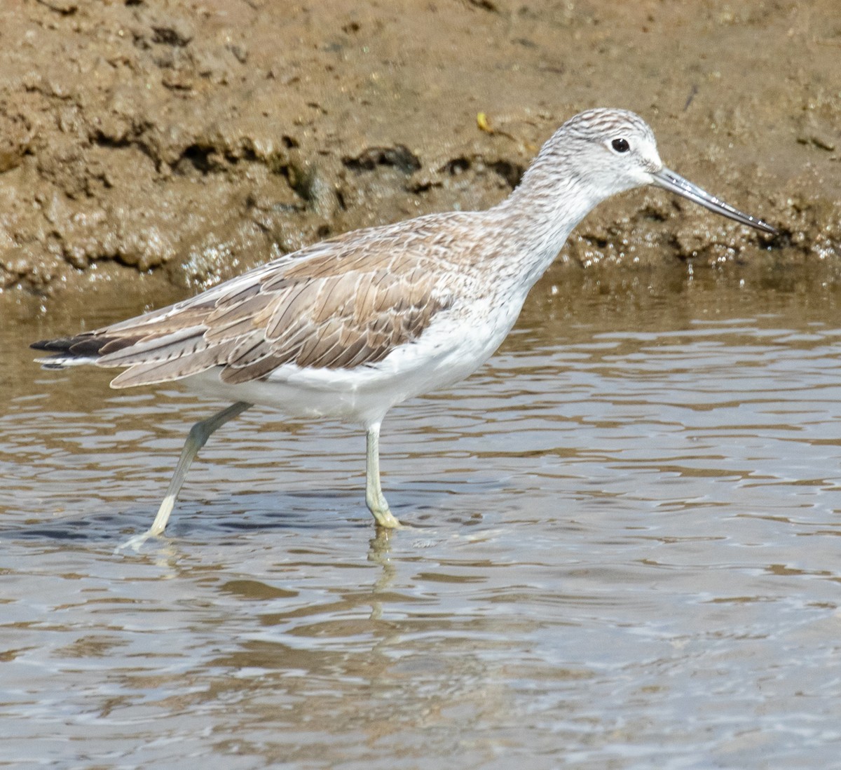 Common Greenshank - ML238190931