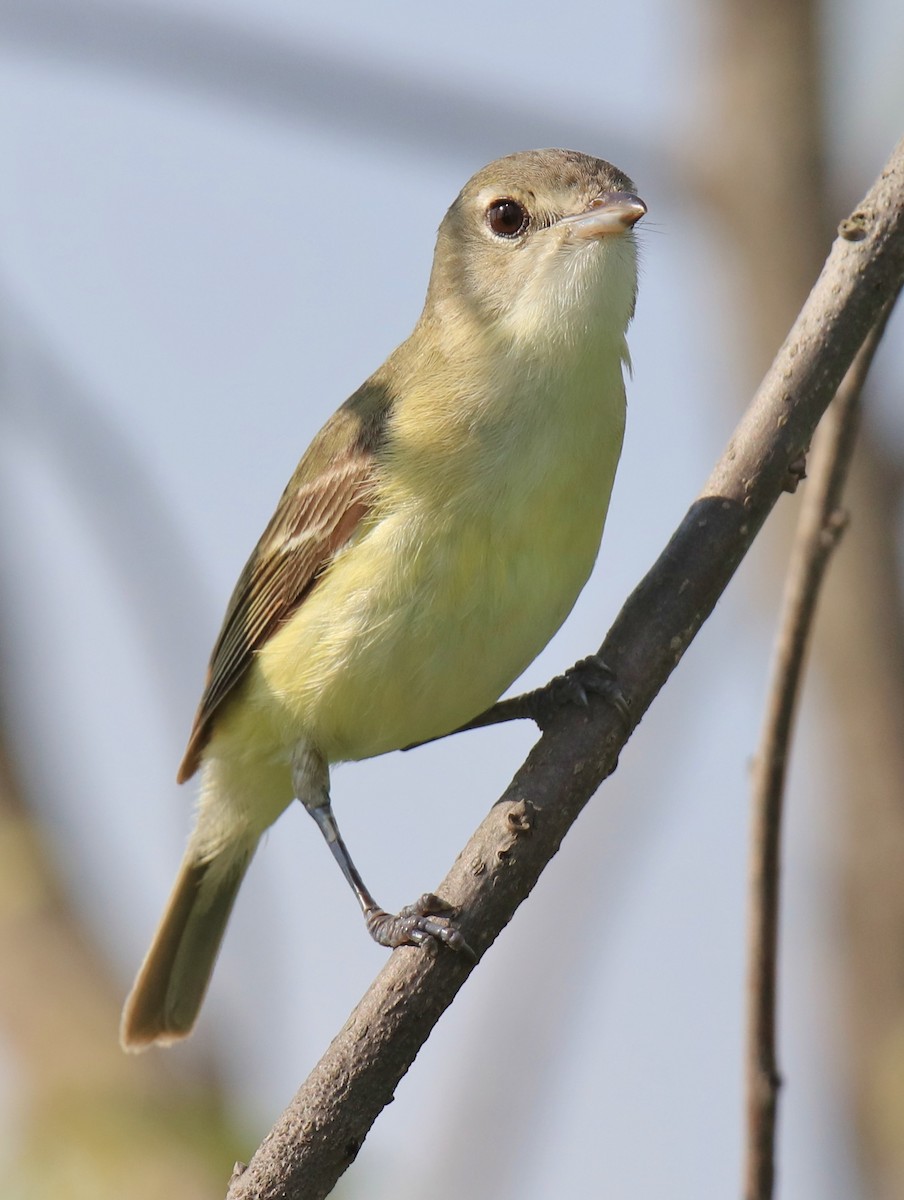 Bell's Vireo - ML238191011