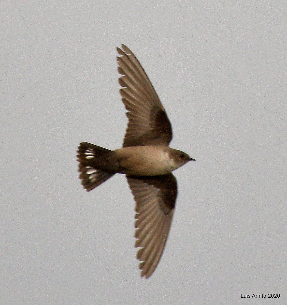 Eurasian Crag-Martin - ML238191081