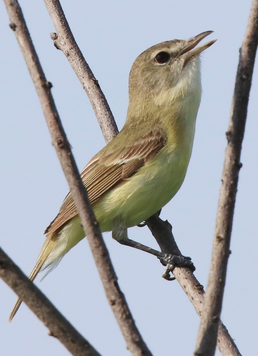 Bell's Vireo - ML238191531