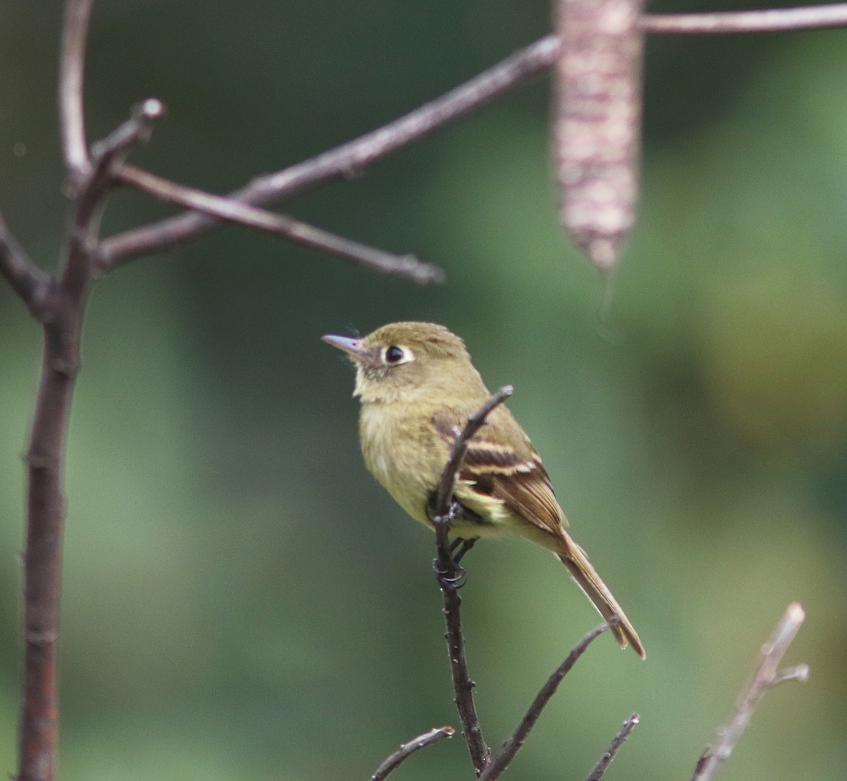 Western Flycatcher (Cordilleran) - ML238192401