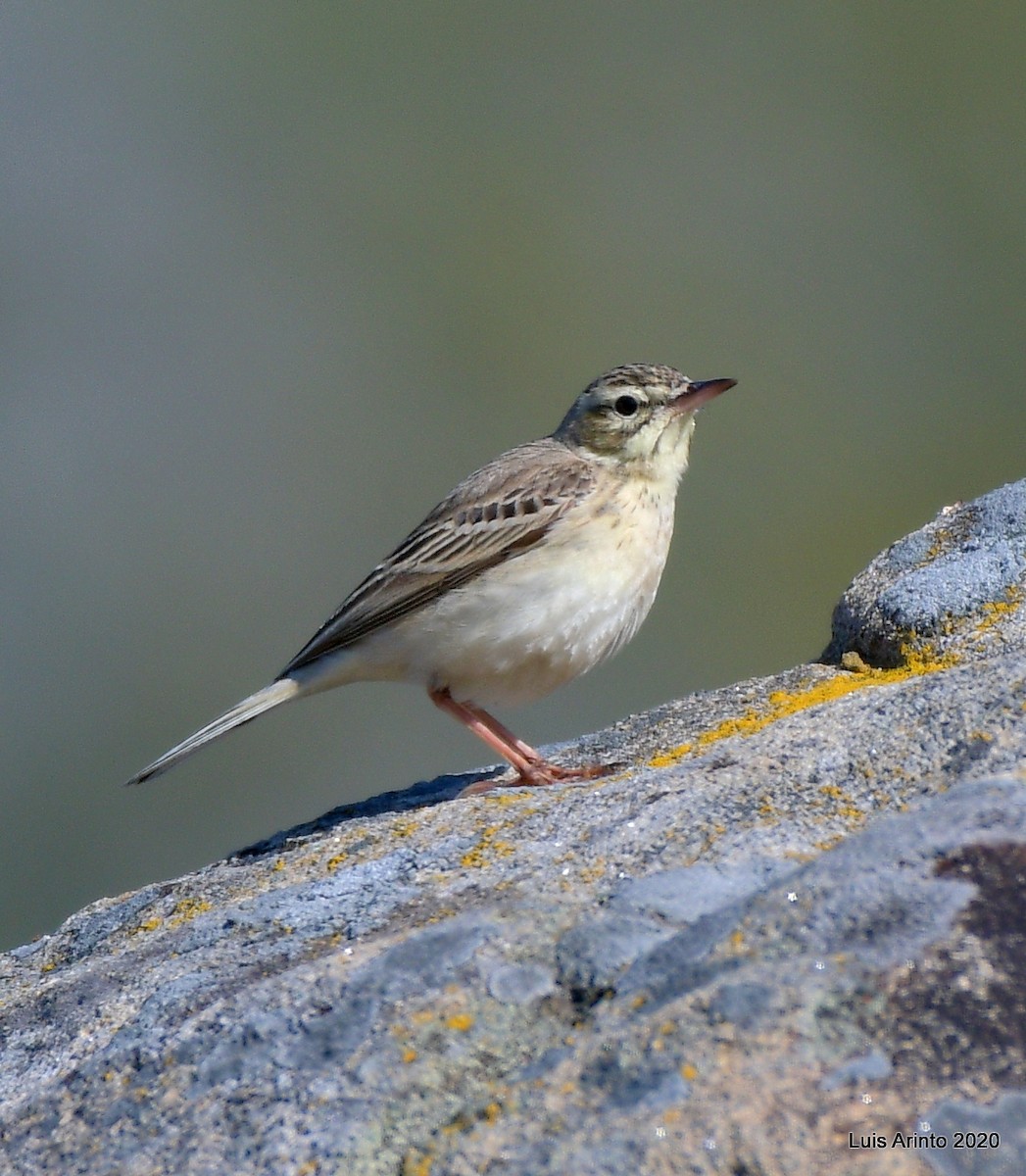 Pipit rousseline - ML238192411