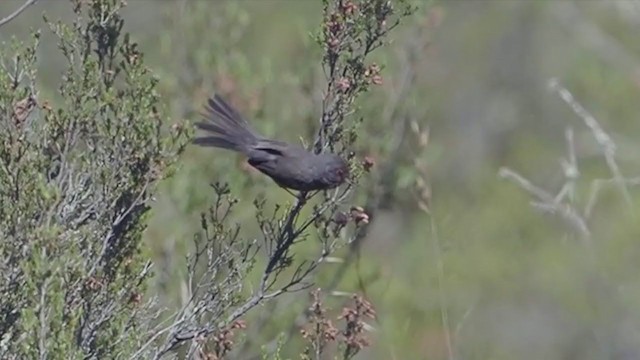 Dartford Warbler - ML238192701