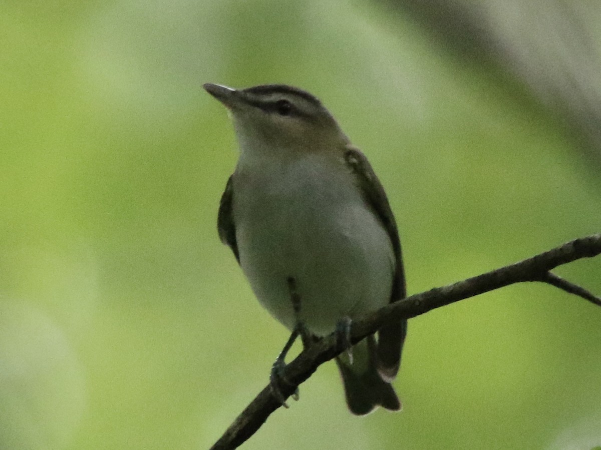 Vireo occhirossi - ML238194231