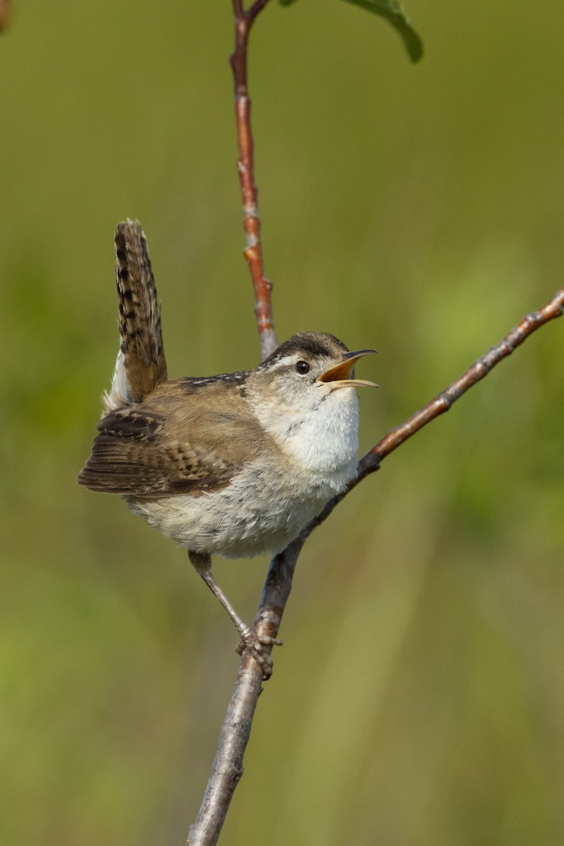 Marsh Wren - ML238194461