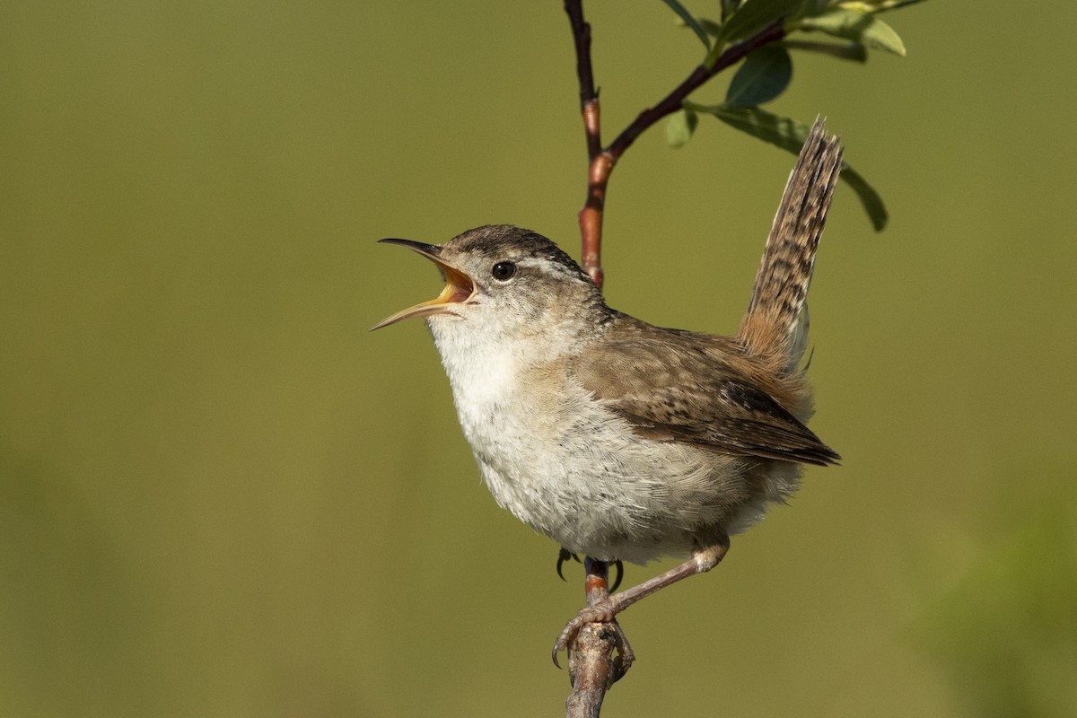 Marsh Wren - ML238194471