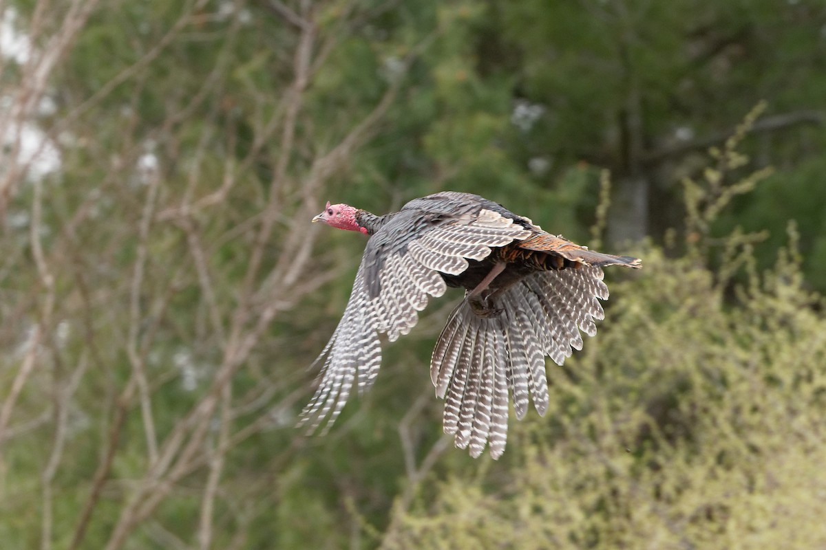 Wild Turkey - ML238194481