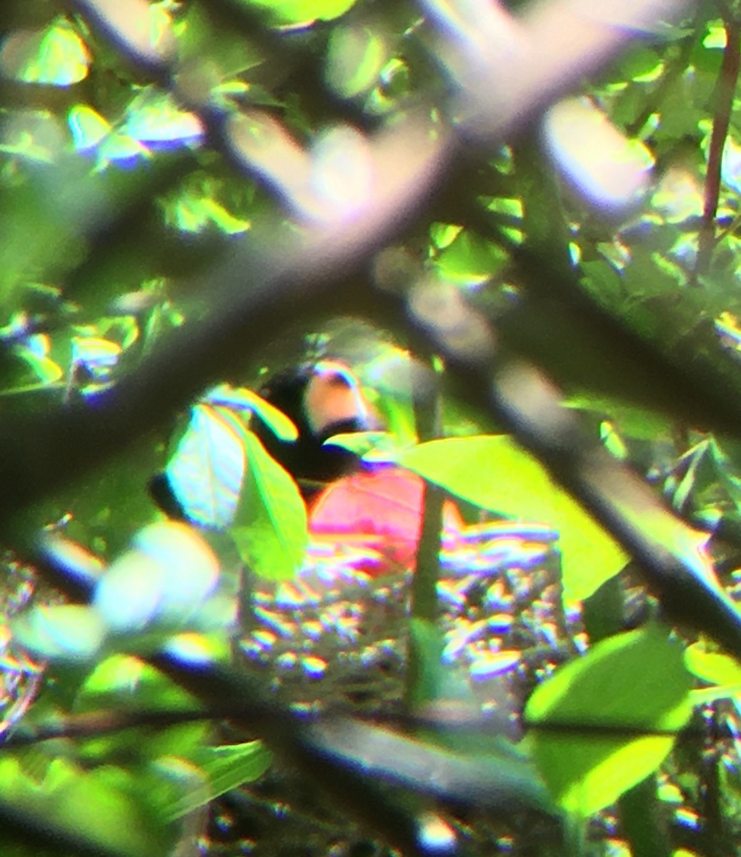 Rose-breasted Grosbeak - ML238194521