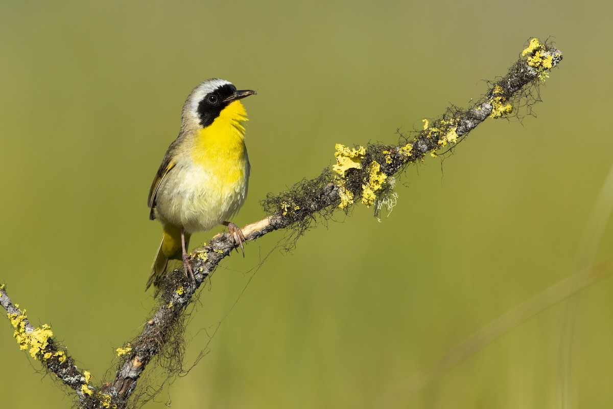 Common Yellowthroat - ML238194861