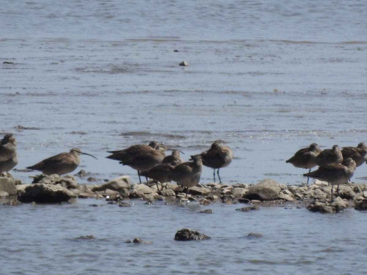 Whimbrel - Mike Thelen