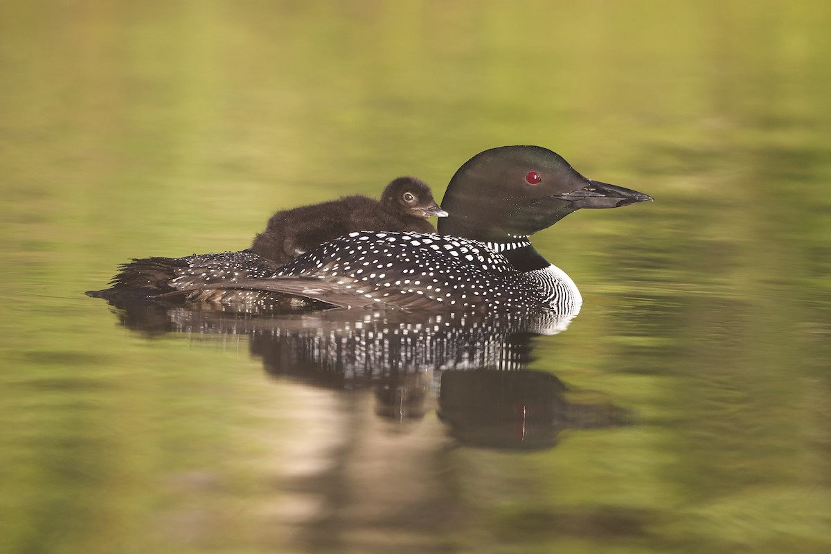 Common Loon - ML238195521