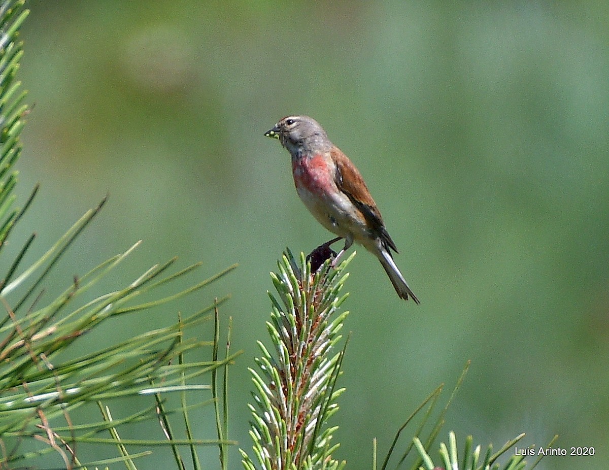 Eurasian Linnet - ML238196211