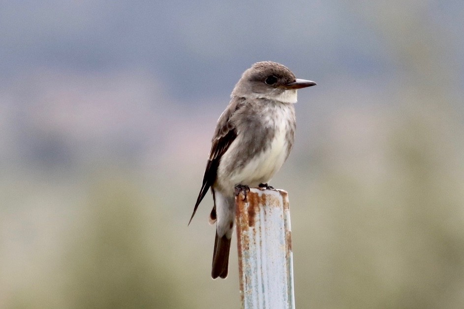 Olive-sided Flycatcher - ML238196331