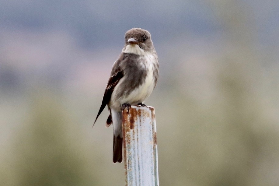 Olive-sided Flycatcher - ML238196401