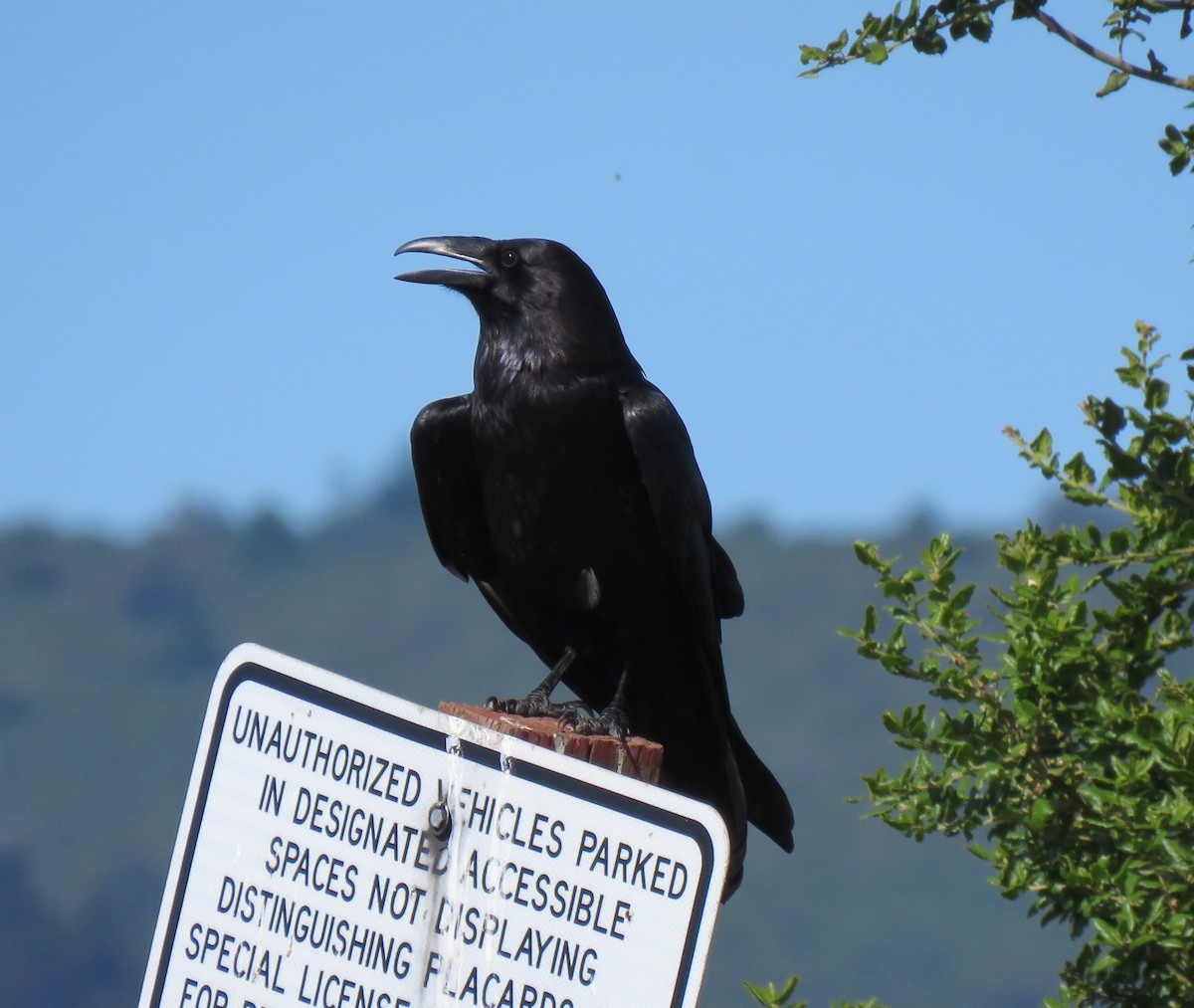 Common Raven - ML238196491