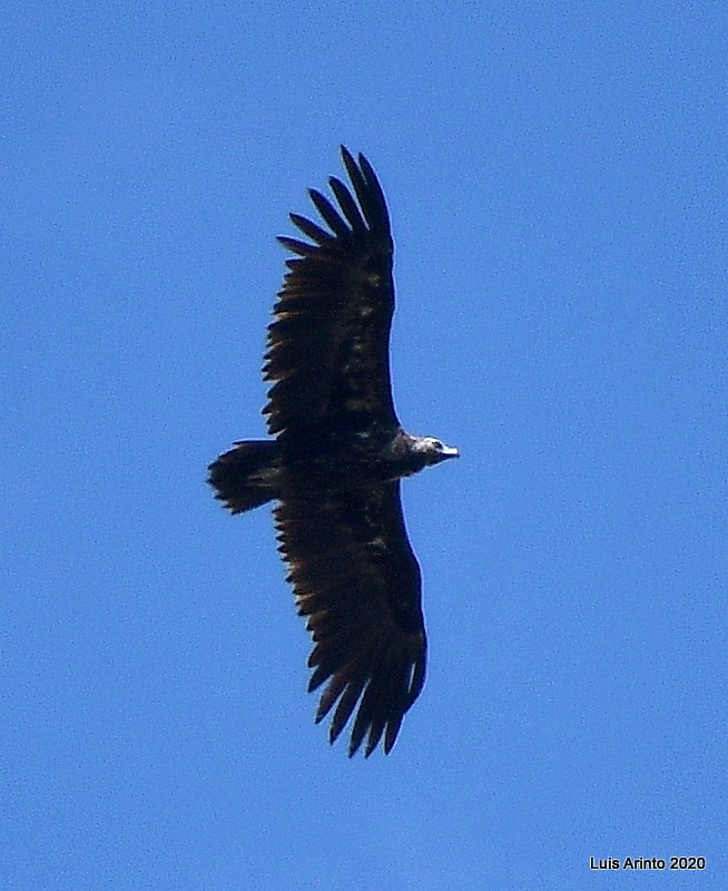 Cinereous Vulture - ML238196761