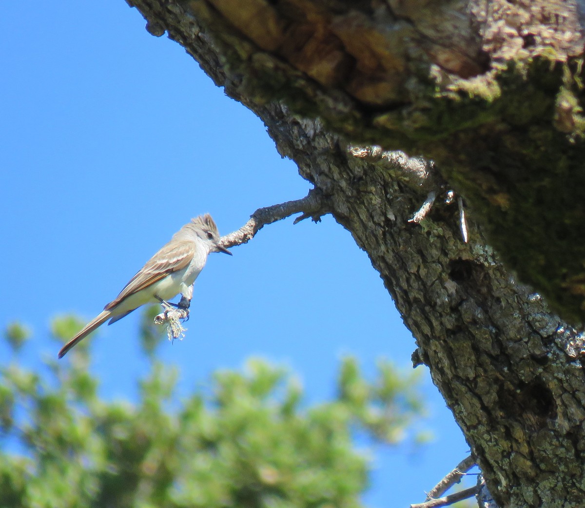 Ash-throated Flycatcher - Chris O'Connell