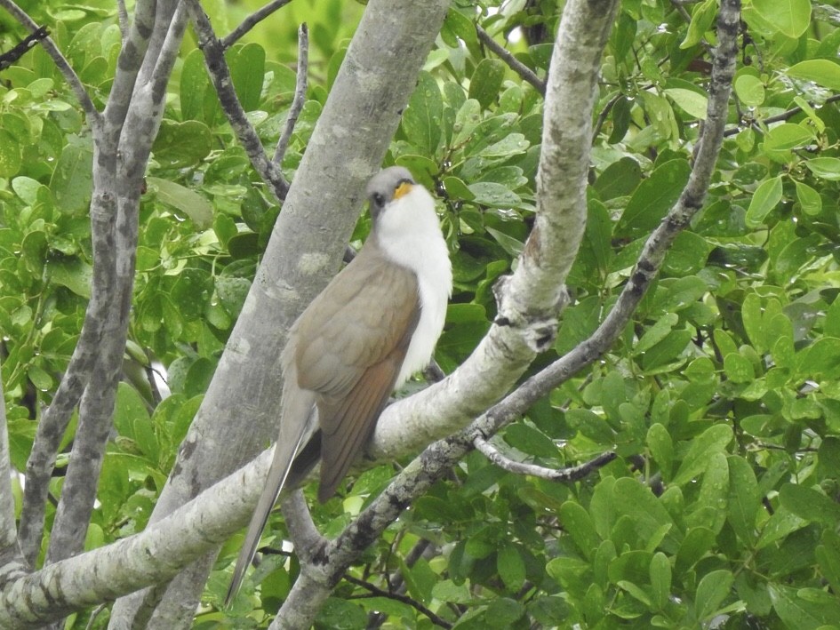 Yellow-billed Cuckoo - ML238197421
