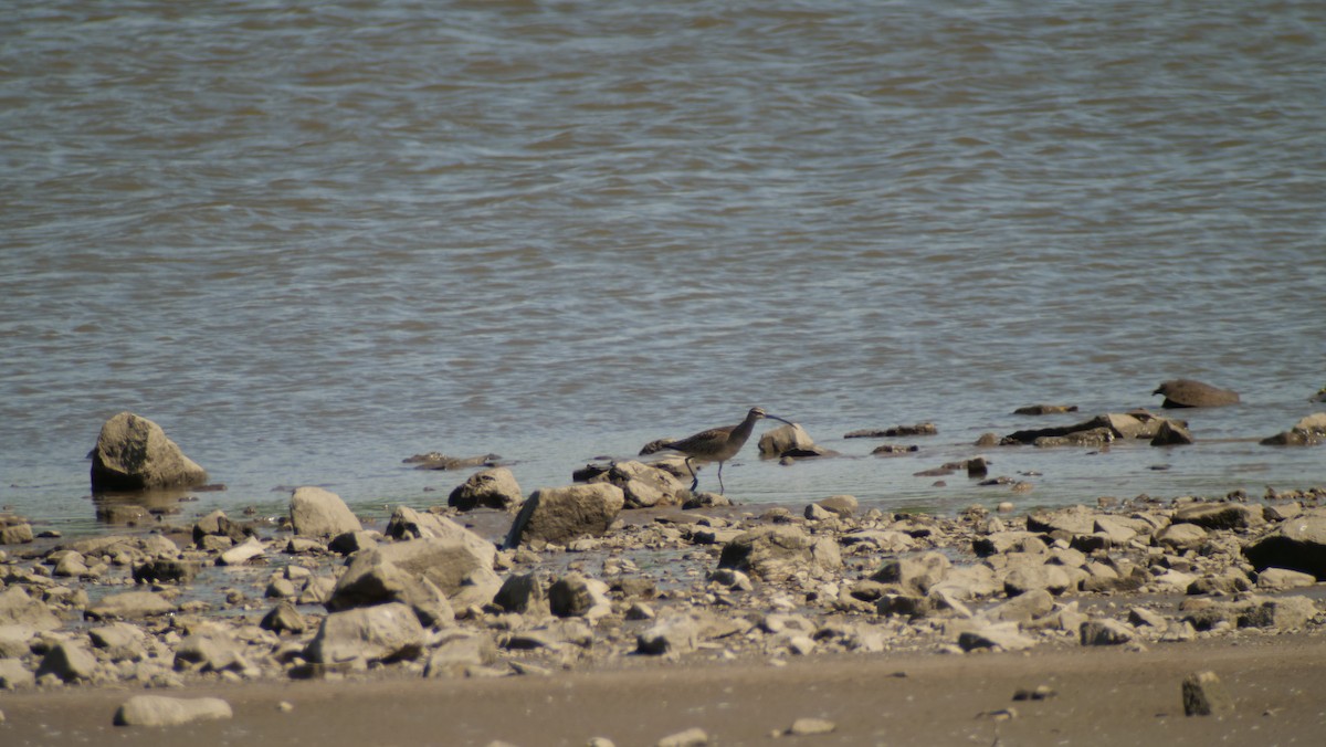 Whimbrel - Mike Grant