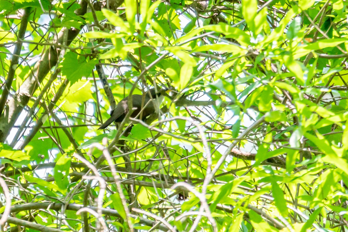 Yellow-billed Cuckoo - ML238197861