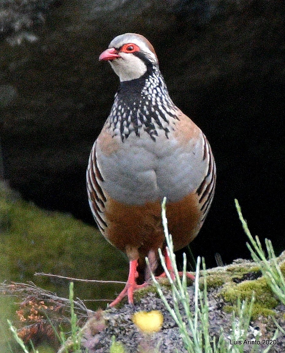 Red-legged Partridge - ML238197881