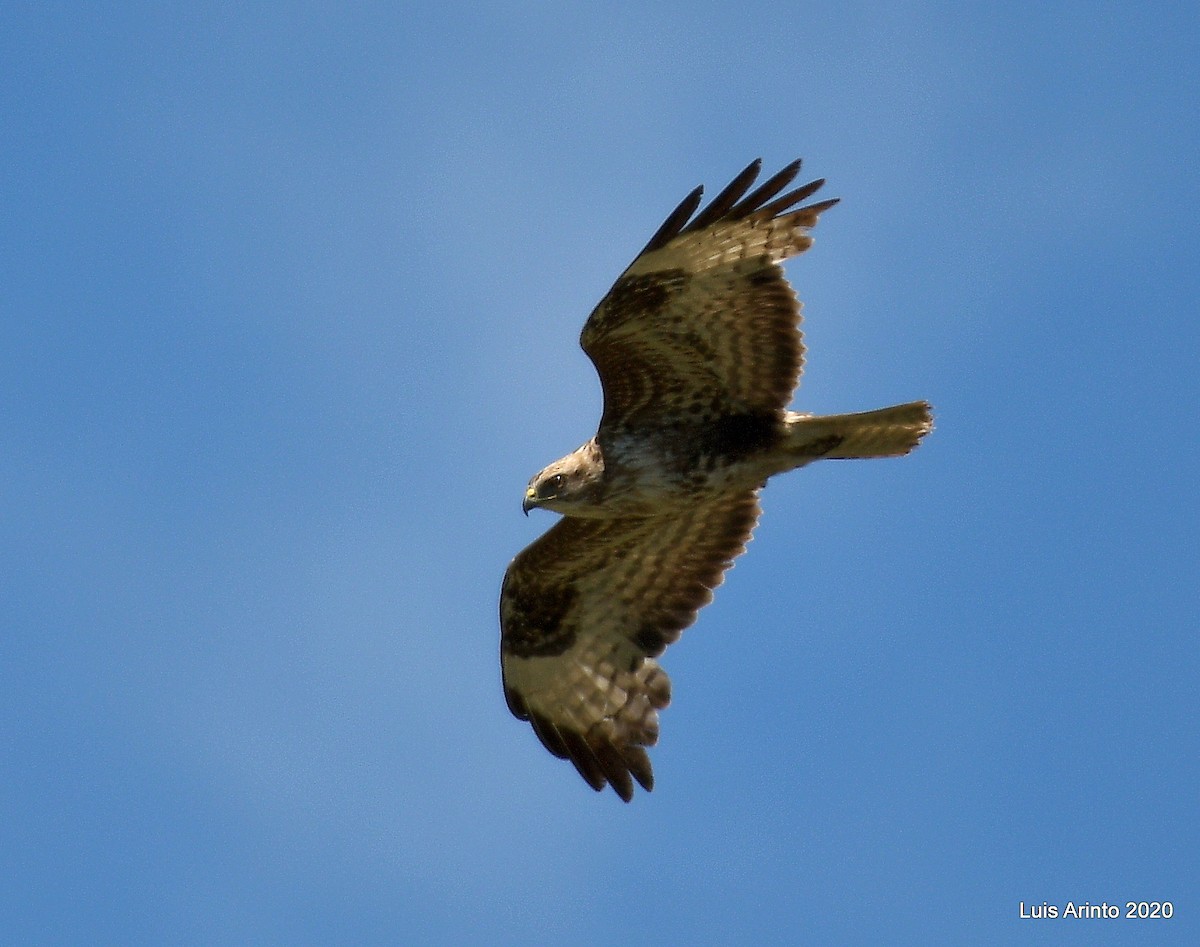 Common Buzzard - ML238199541