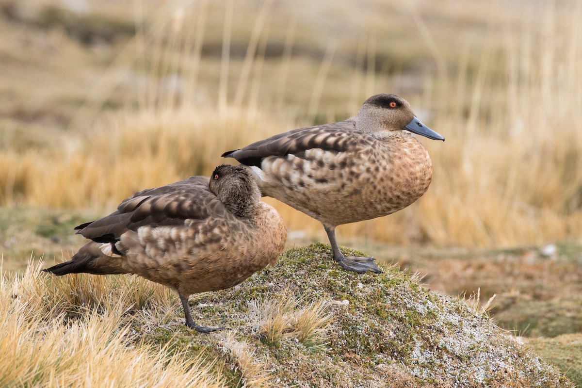 Crested Duck - ML238199821