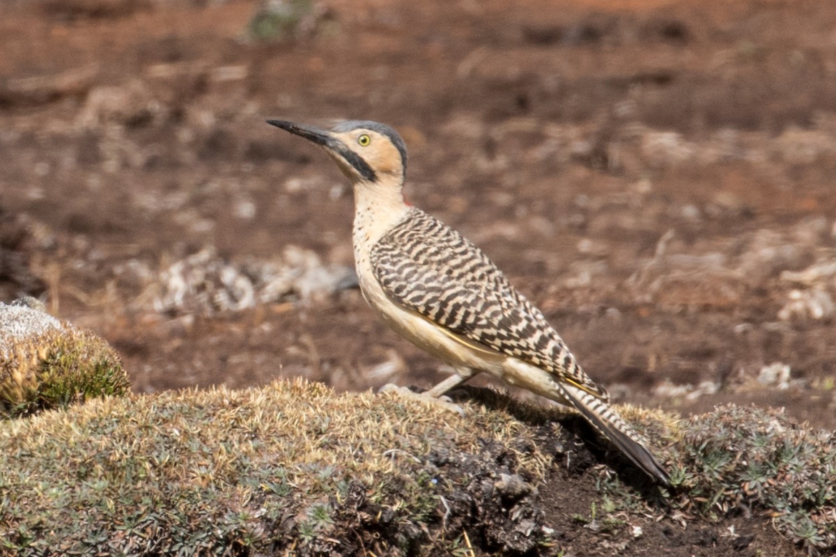 Andean Flicker - ML238199891