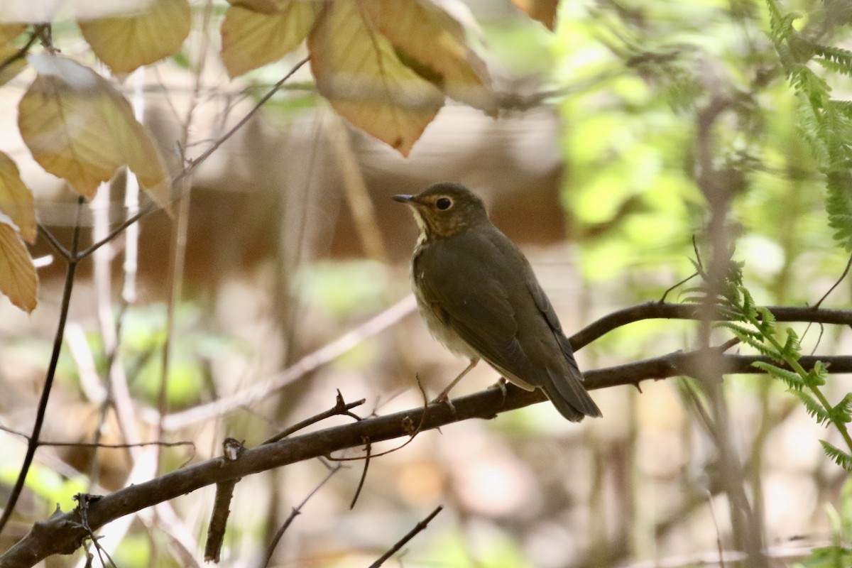 Swainson's Thrush - ML238201091