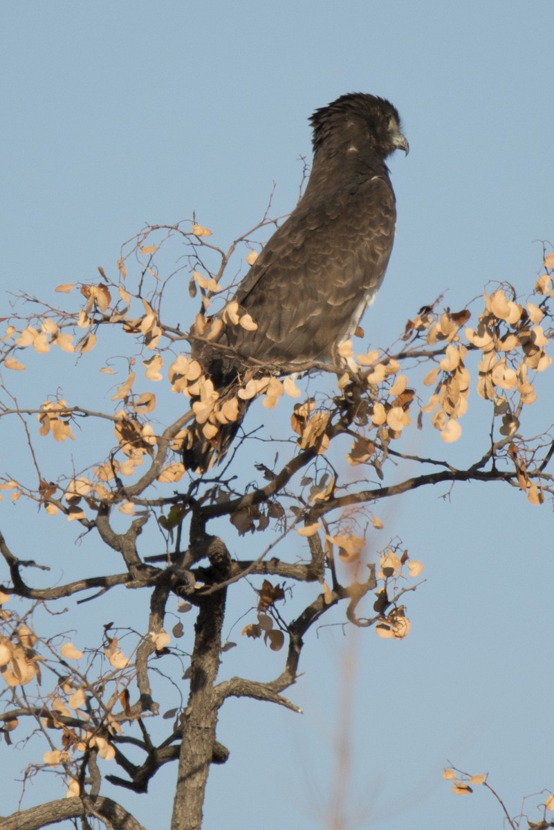 Black-chested Snake-Eagle - ML238202121