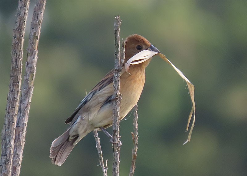 Blue Grosbeak - Karen Lebing