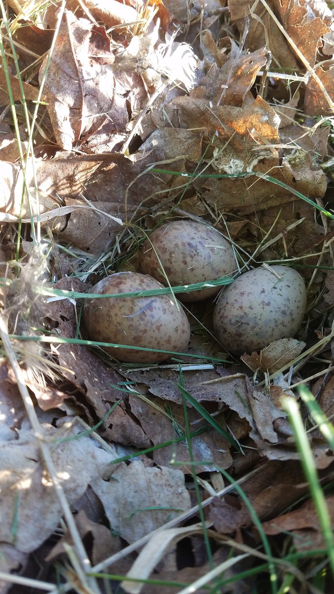 American Woodcock - ML238202911
