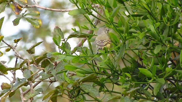 White-crested Tyrannulet (Sulphur-bellied) - ML238203101