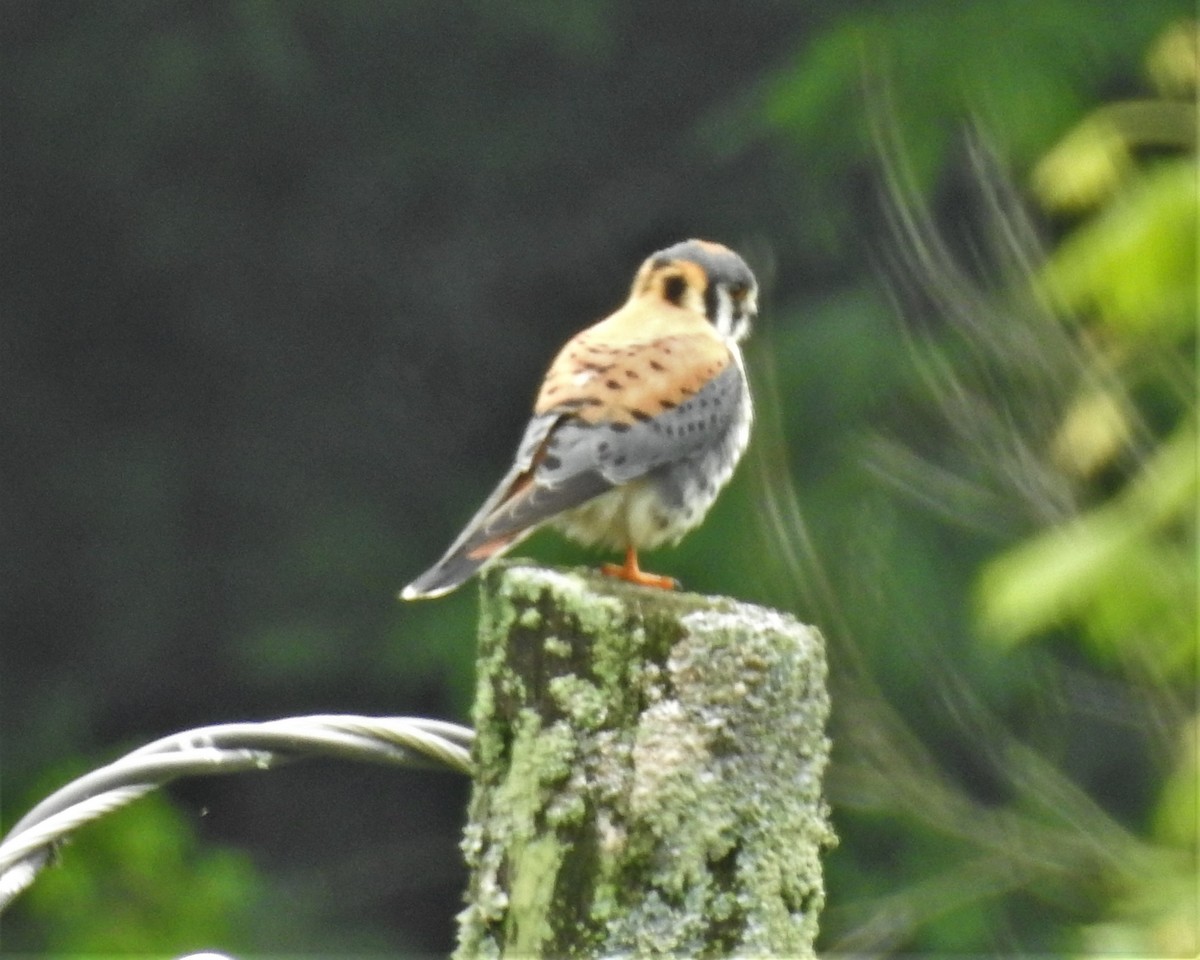 American Kestrel - ML238203981