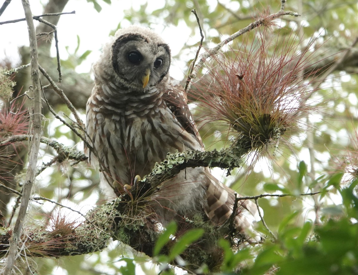 Barred Owl - ML238205041