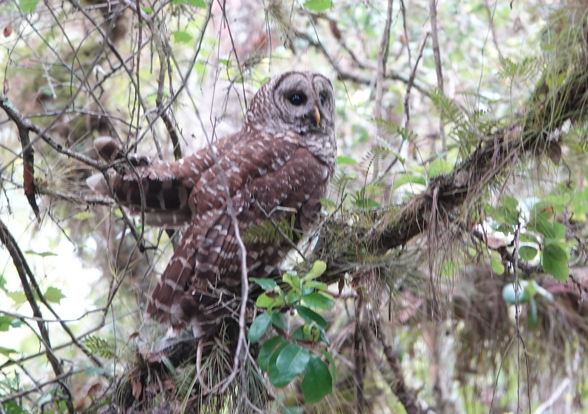 Barred Owl - Claire Herzog