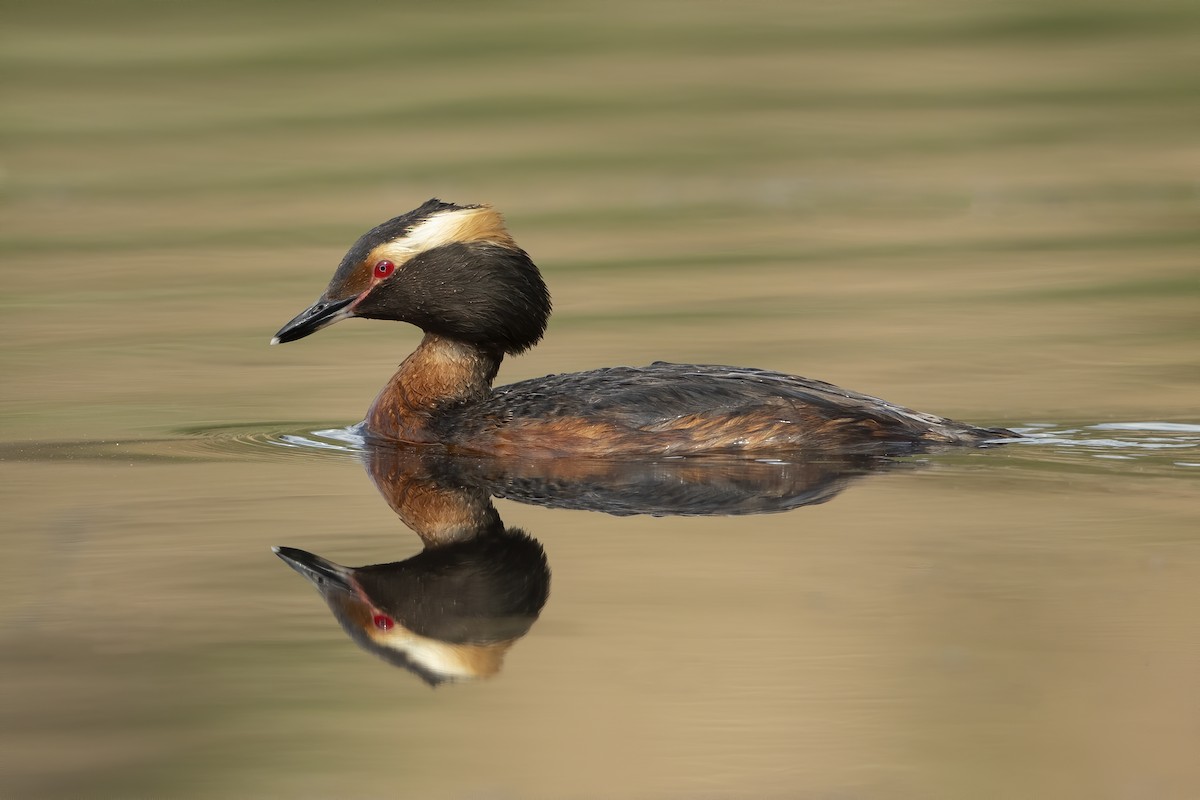 Horned Grebe - ML238206401