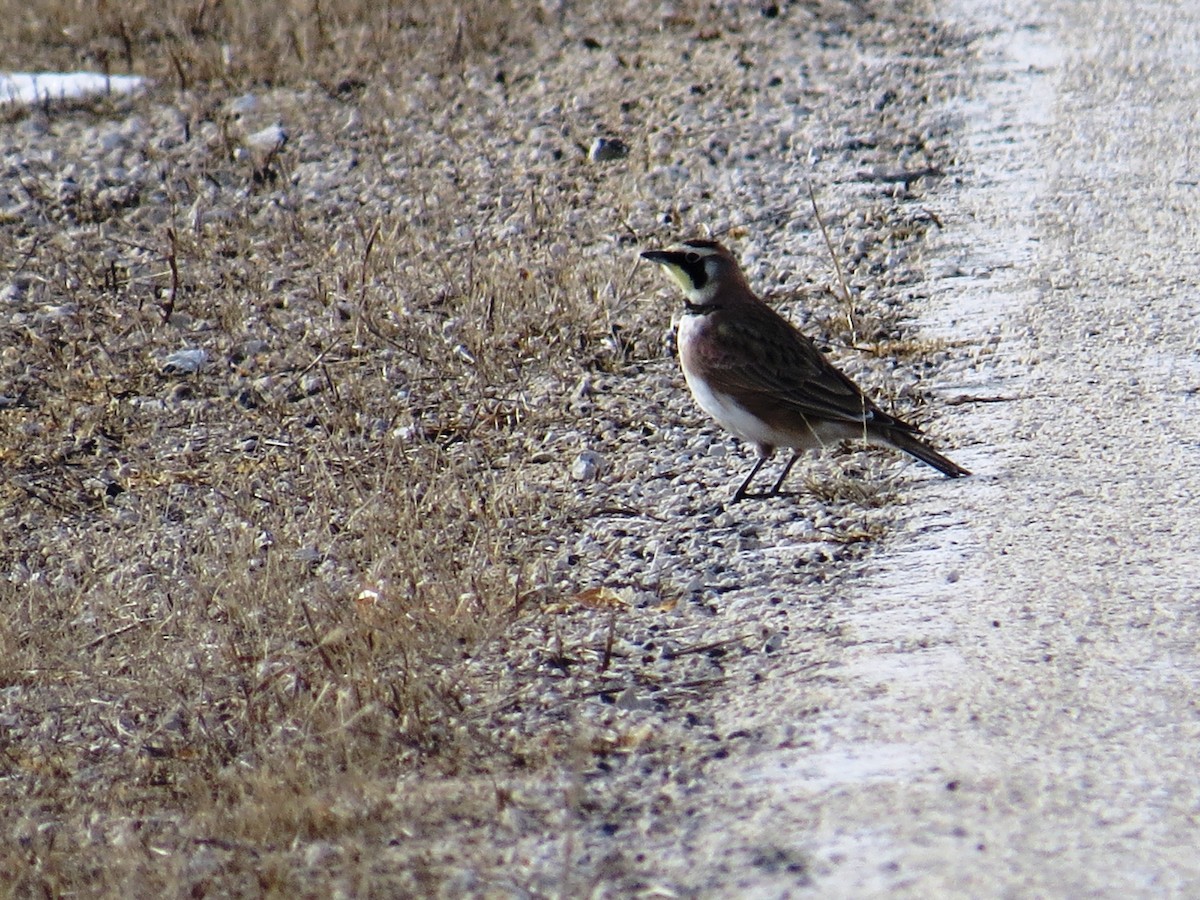 Horned Lark - Sandi Brunette-Hill