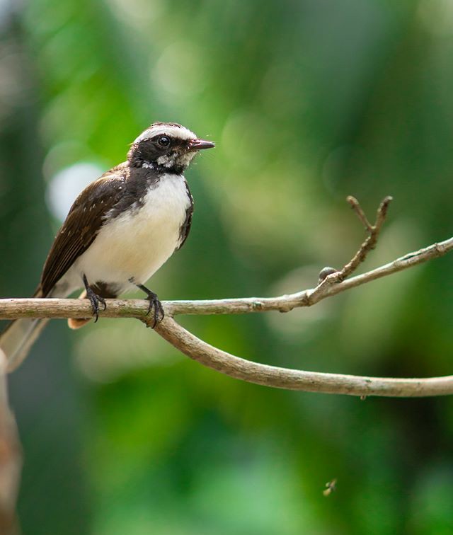 White-browed Fantail - ML238209791