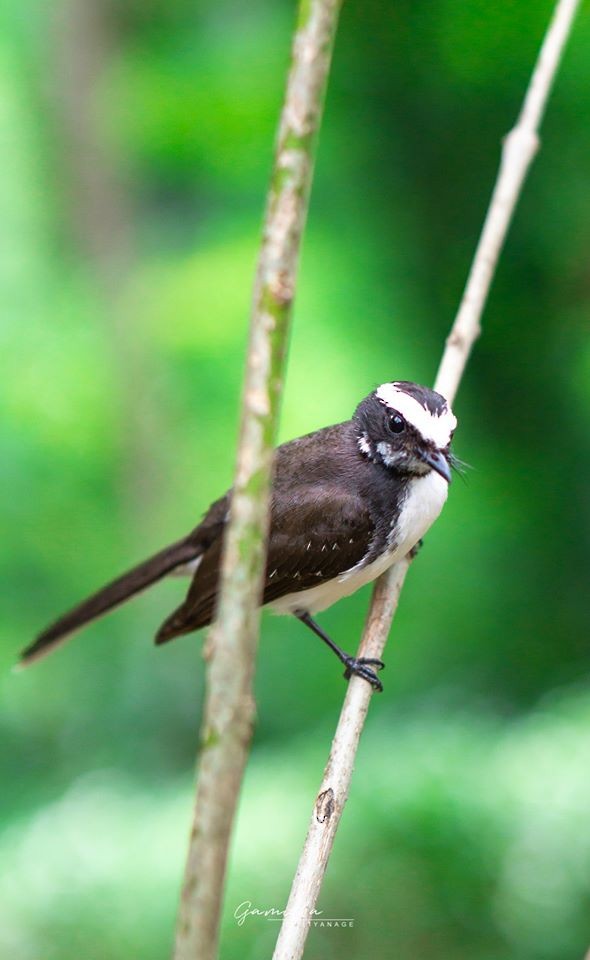 White-browed Fantail - ML238210031