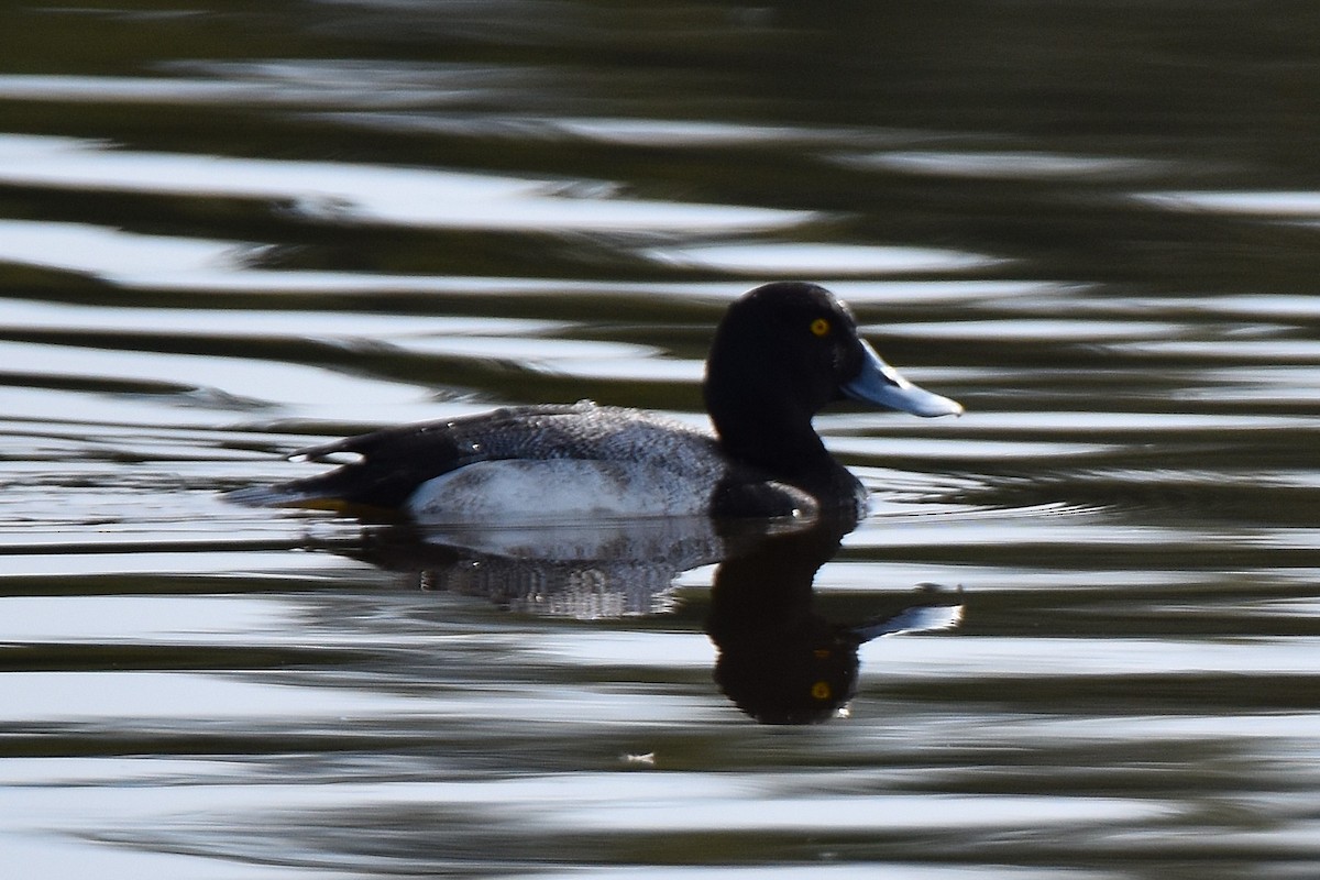 Greater Scaup - Deborah Kainauskas