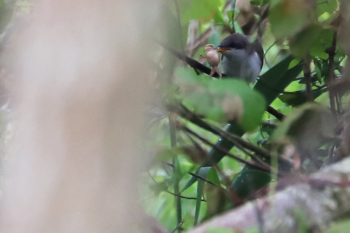 Yellow-billed Cuckoo - Rob Bielawski