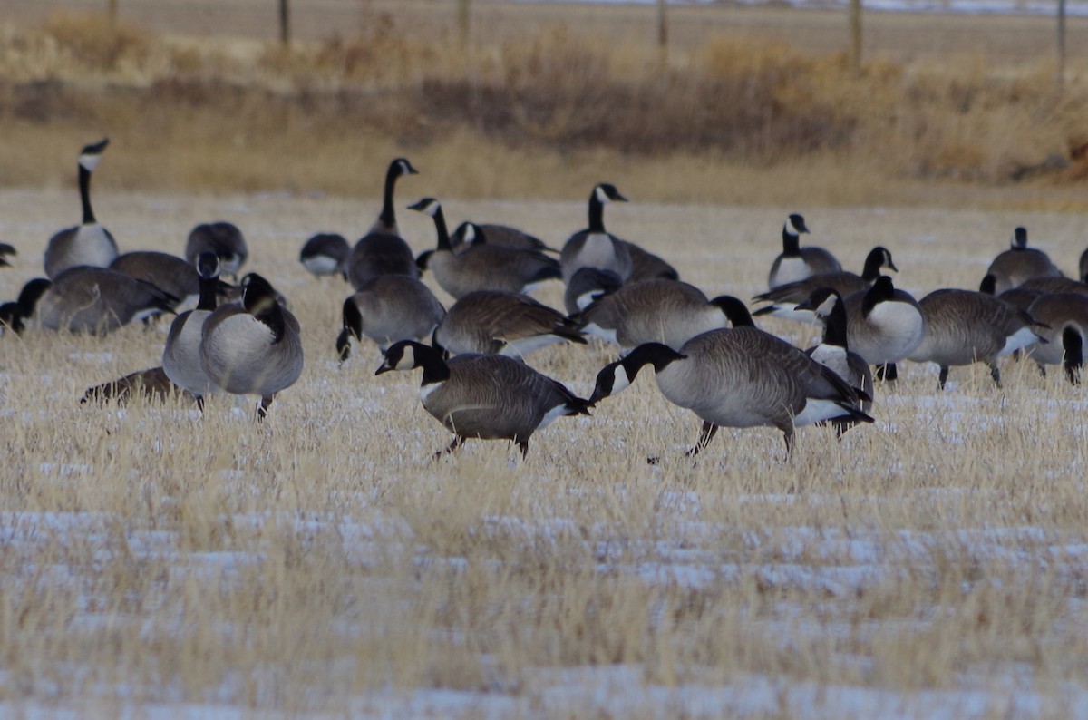 Cackling Goose - Del Nelson