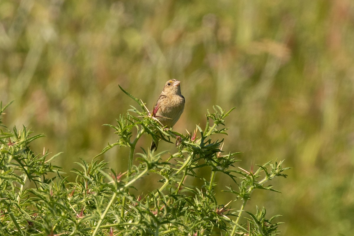 Chingolo Saltamontes - ML238212191