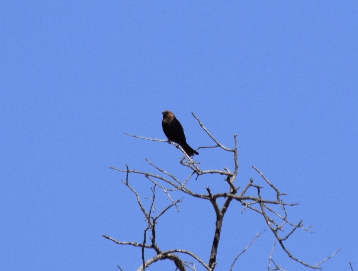 Brown-headed Cowbird - ML238213291