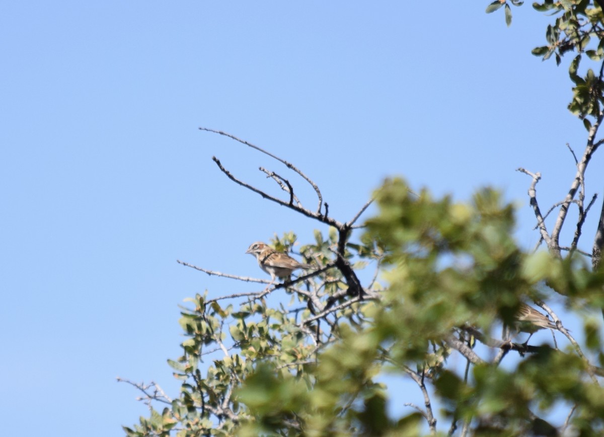 Lark Sparrow - ML238213531