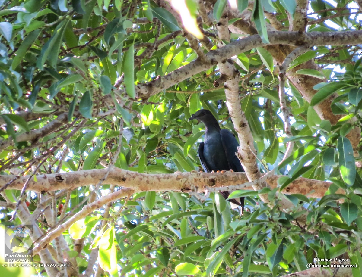 Nicobar Pigeon - ML238213961