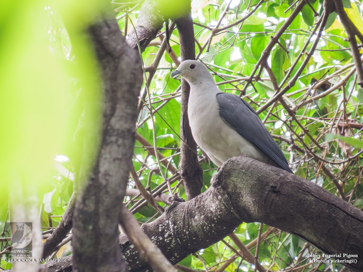 Gray Imperial-Pigeon - ML238214011