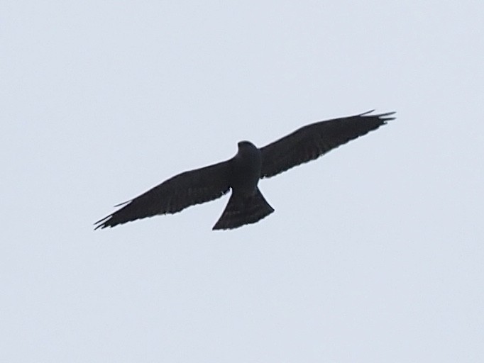 Mississippi Kite - ML238214331