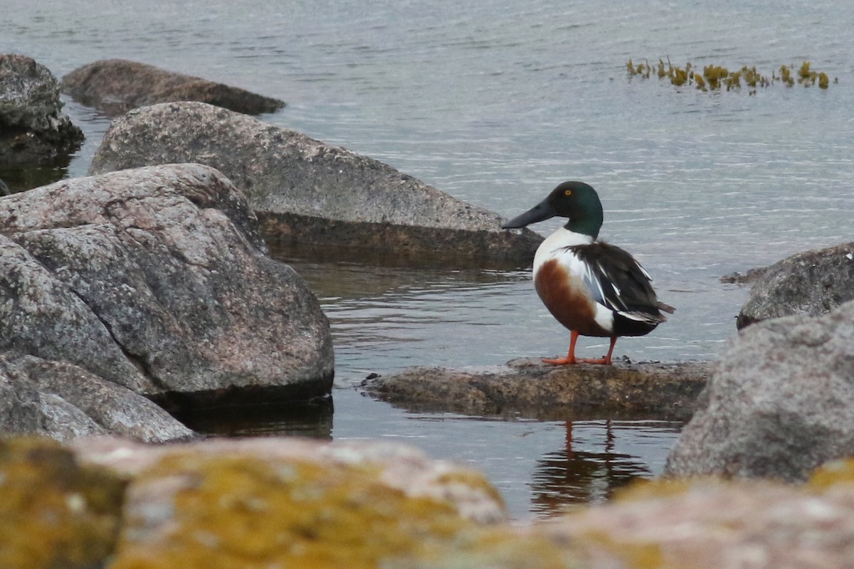 Northern Shoveler - ML238215081